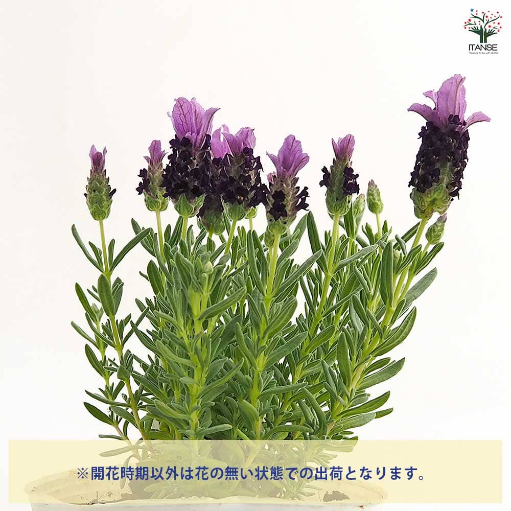 フレンチラベンダー バンデラ パープル 【ハーブの苗 3.5号】｜ 【植物