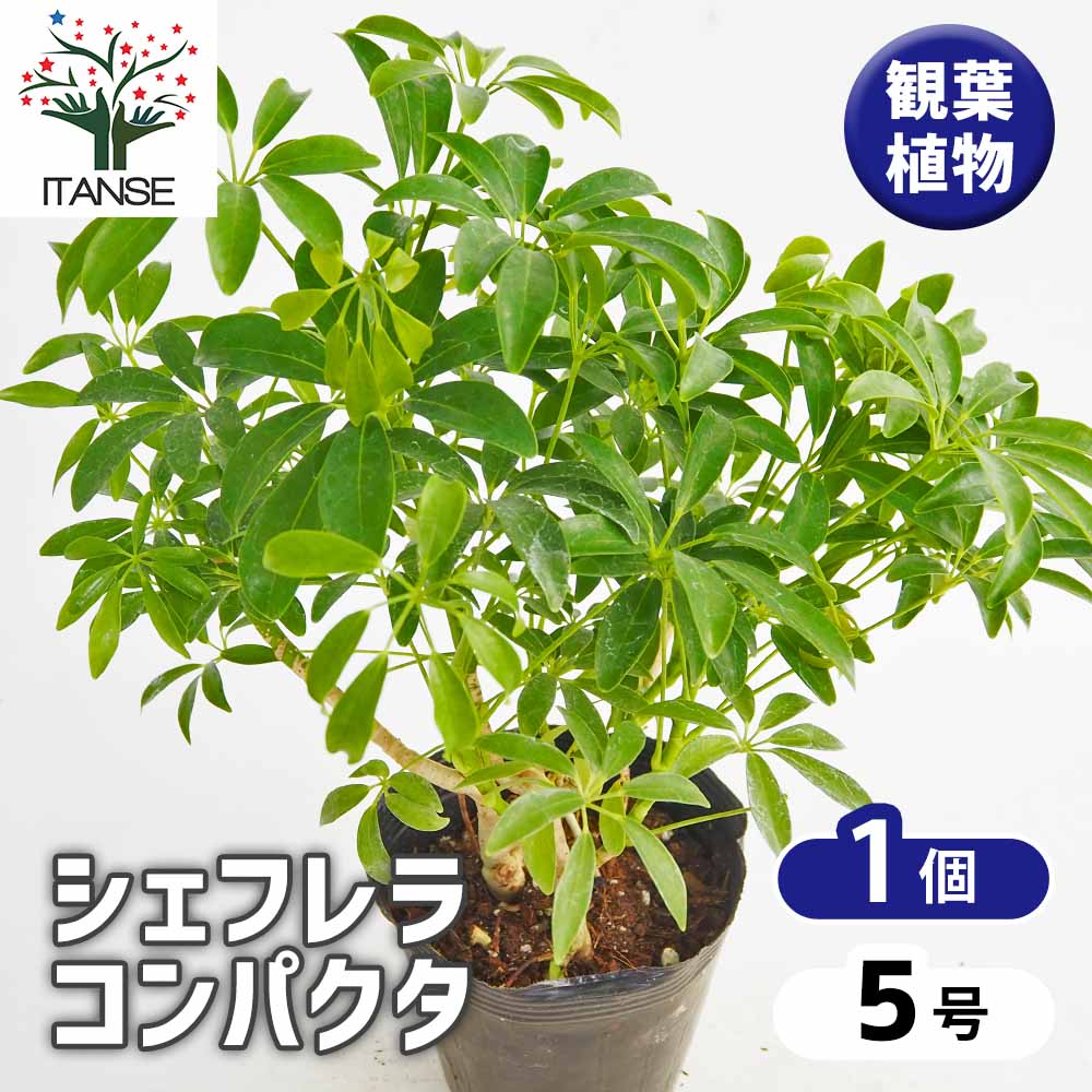 シェフレラ　コンパクタ　♻️リユース観葉植物 シェフレラ コンパクタ 6号 | 観葉植物通販 HitoHana（ひとはな）