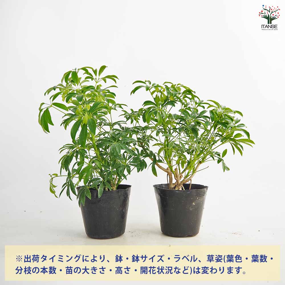 シェフレラ コンパクタ 【観葉植物 5号／1個売り】｜ 【植物の