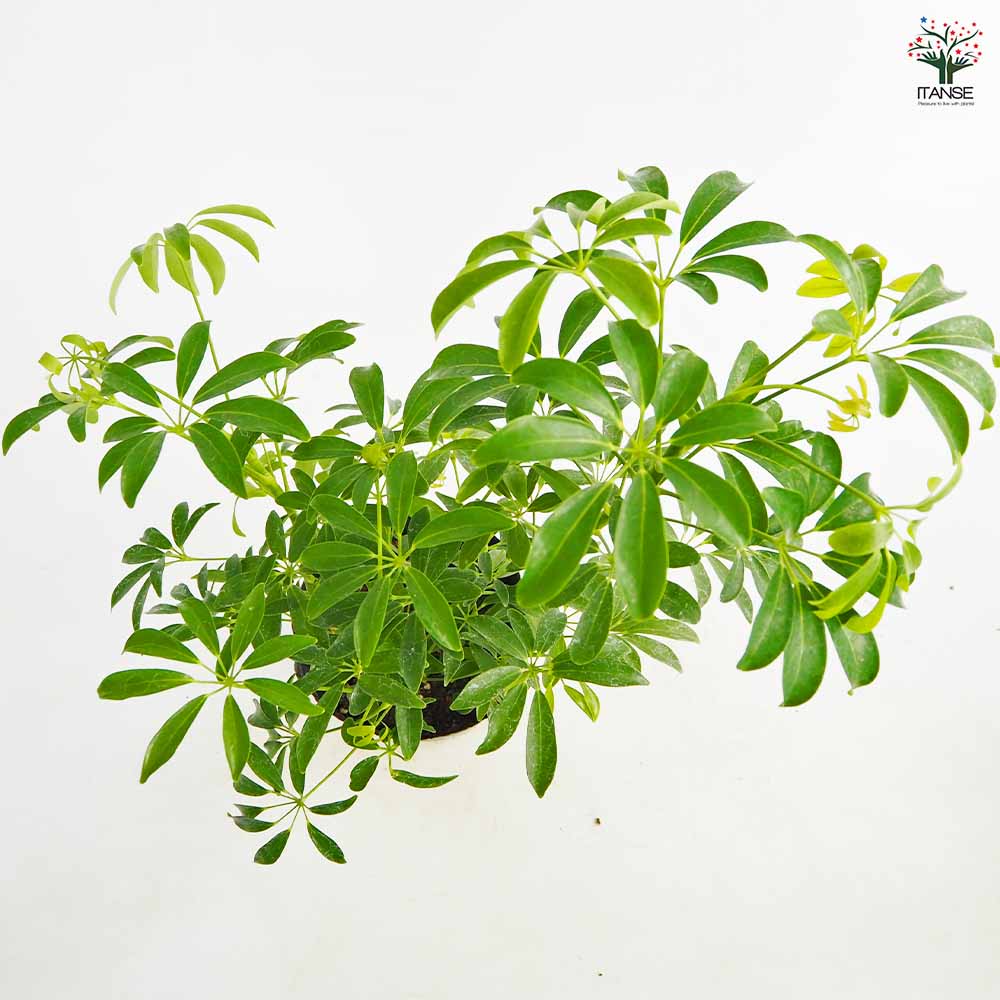 シェフレラ コンパクタ 【観葉植物 5号／1個売り】｜ 【植物の