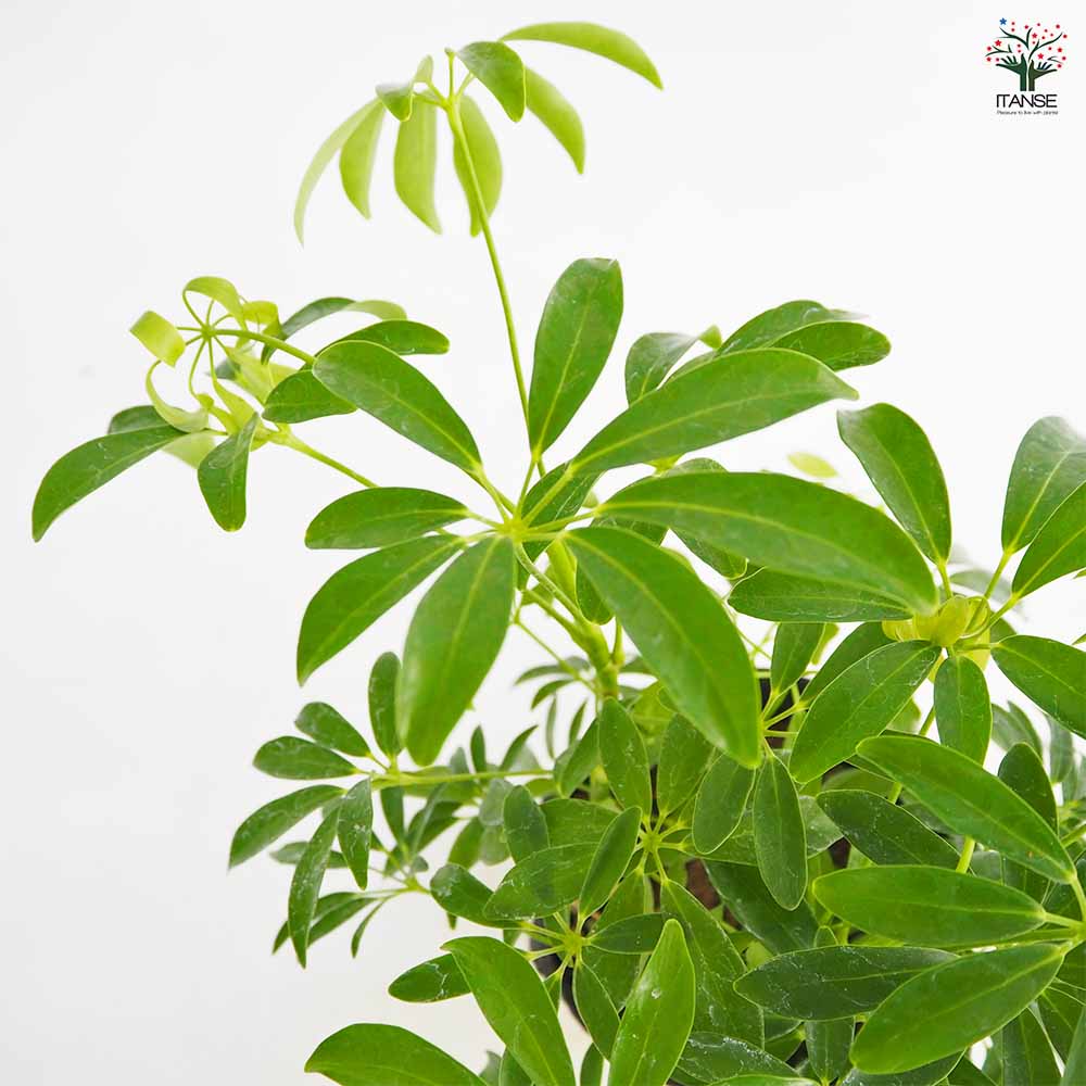 シェフレラ コンパクタ 【観葉植物 5号／1個売り】｜ 【植物の