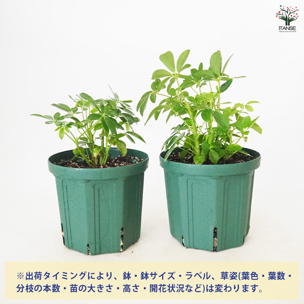 シェフレラ コンパクタ 【観葉植物 5号／1個売り】｜ 【植物の