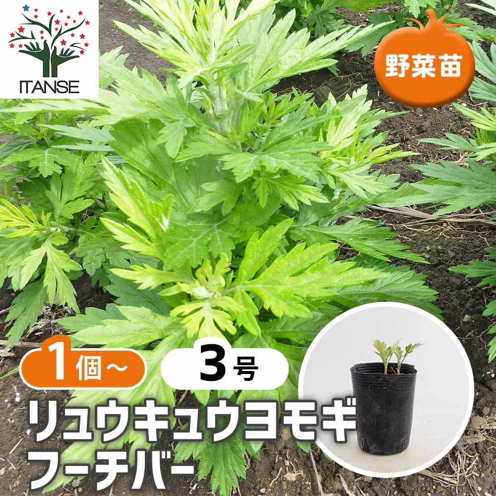 リュウキュウヨモギ フーチバー 【ハーブの苗 3号】｜ 【植物の