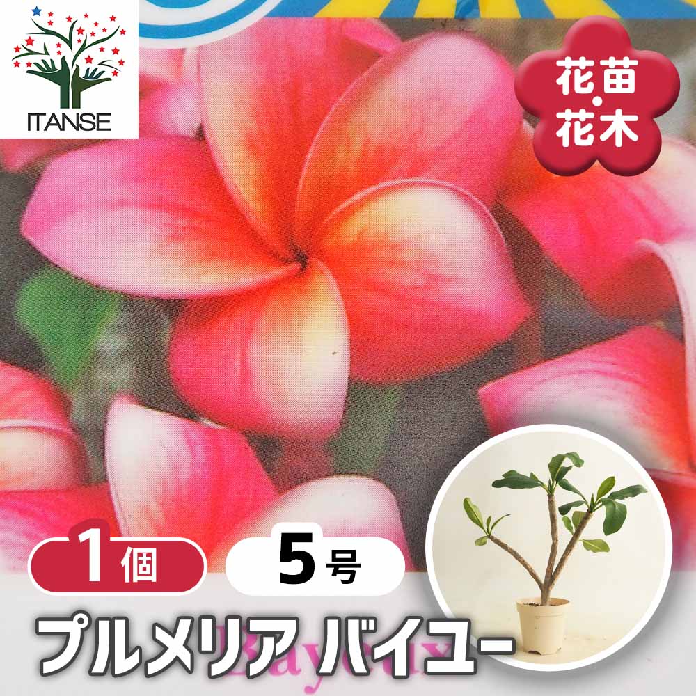プルメリアの苗 バイユー 【花木苗 5号／1個売り】｜ 【植物の