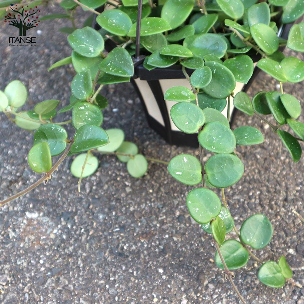 ホヤ　マチルダ　植え木鉢ごと ホヤ・マチルダ耐陰性、耐寒性が高く育てやすい品種｜e花屋さん