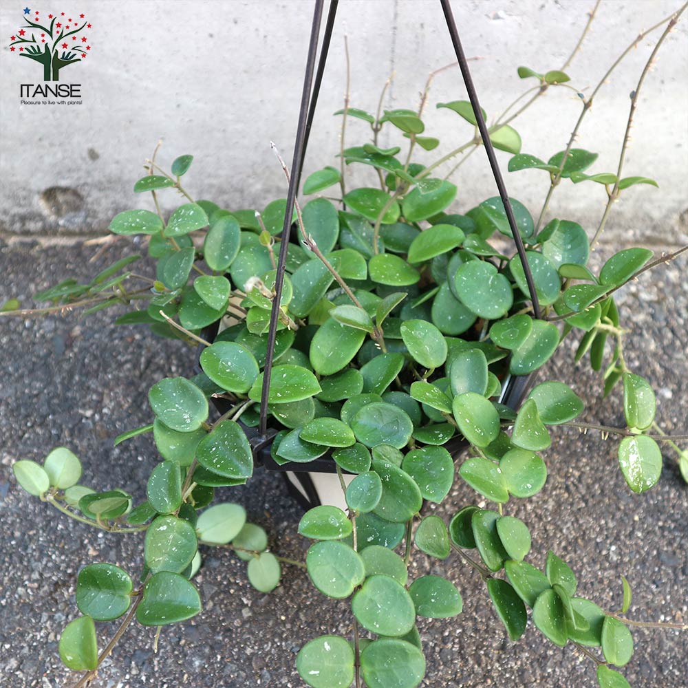 ホヤ(桜ラン)・マチルダ 【観葉植物 リビングやオフィス向きサイズ 吊