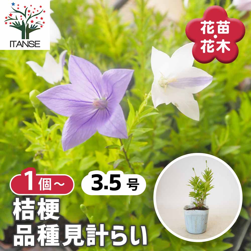 桔梗の苗 品種見計らい 【花苗 3.5号】｜ 【植物のITANSE】全品