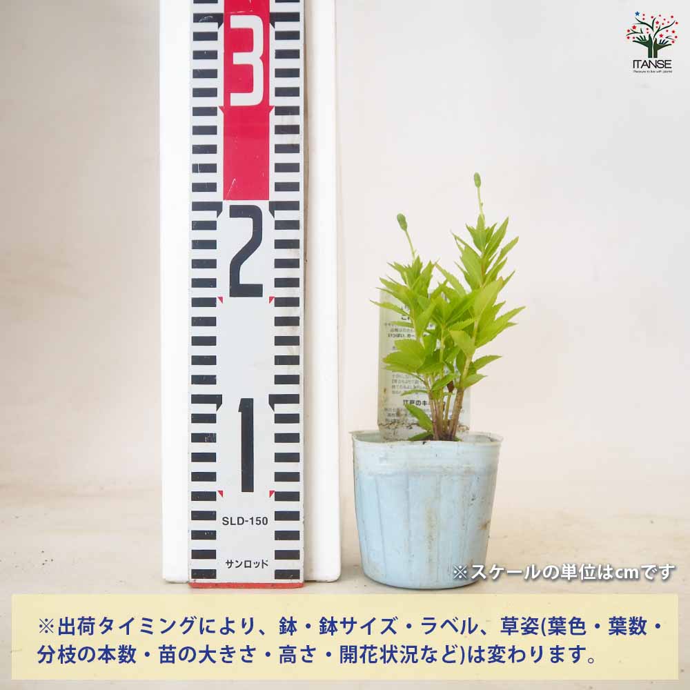 桔梗の苗 品種見計らい 【花苗 3.5号】