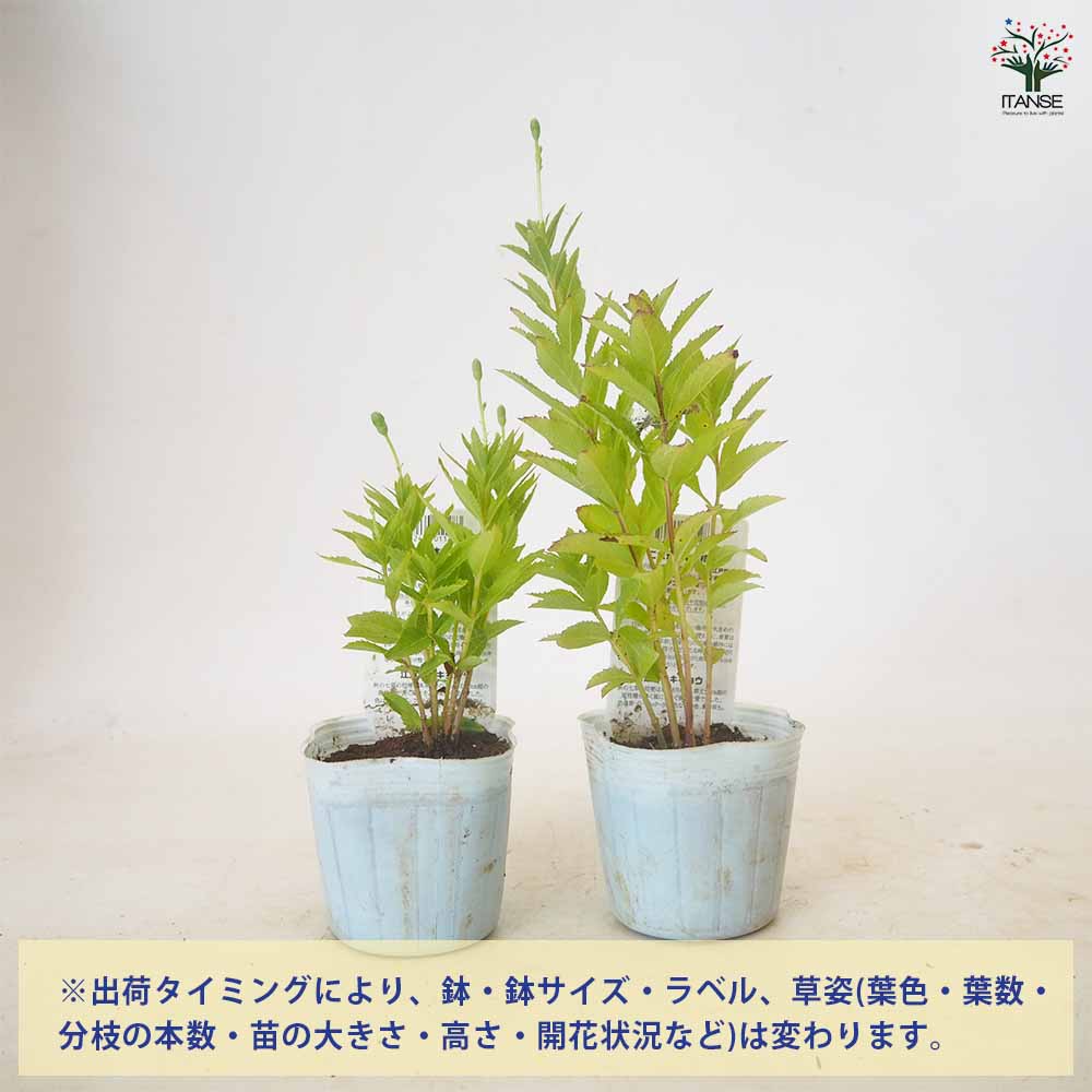 桔梗の苗 品種見計らい 【花苗 3.5号】