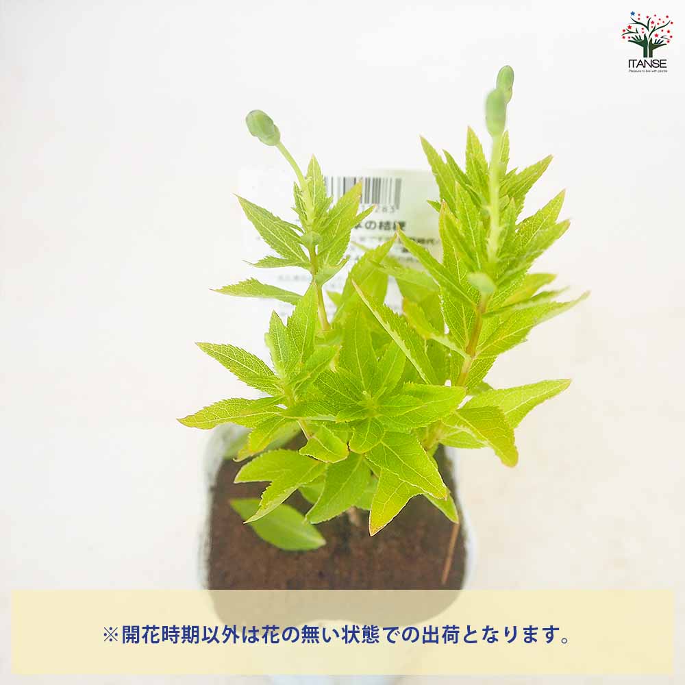 桔梗の苗 品種見計らい 【花苗 3.5号】