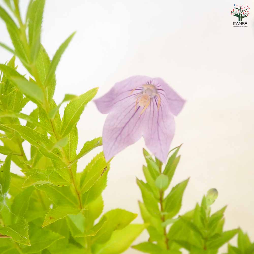 桔梗の苗 品種見計らい 【花苗 3.5号】｜ 【植物のITANSE】全品