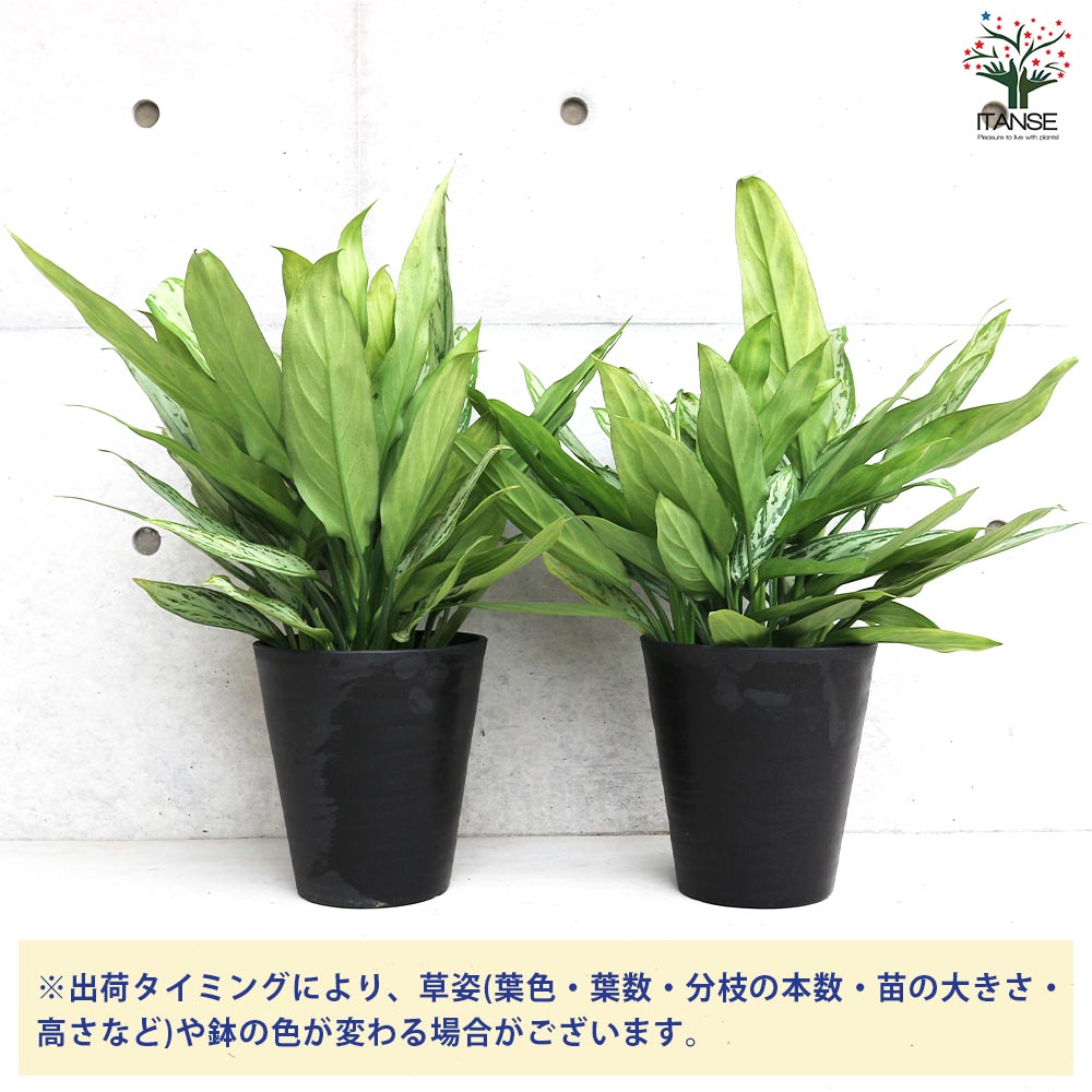 アグラオネマ シルバークイーン【観葉植物 7号鉢／1個売り】｜ 【植物