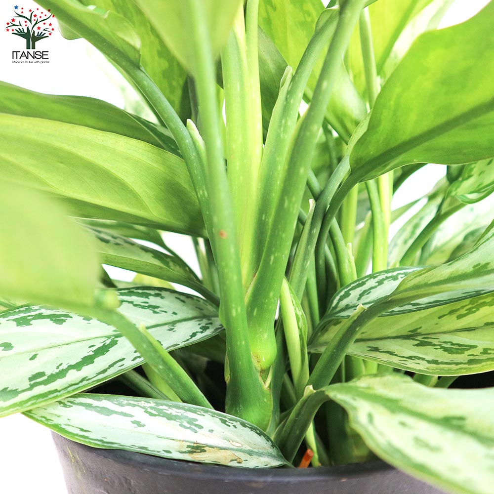 アグラオネマ シルバークイーン【観葉植物 7号鉢／1個売り】｜ 【植物