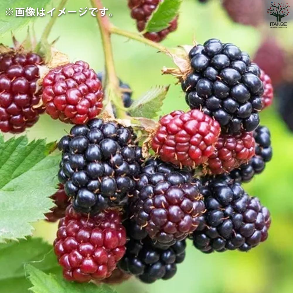ブラックベリーの苗木 ジャンボ【果樹の苗 12cmポット 1年生