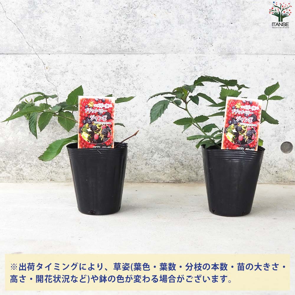 【美品】ブラックベリーQ10 楽天市場】ブラックベリー 苗 サテンブラックの通販