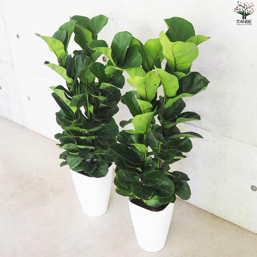 カシワバゴム バンビーノ【観葉植物 8号鉢／1個売り】｜ 【植物の