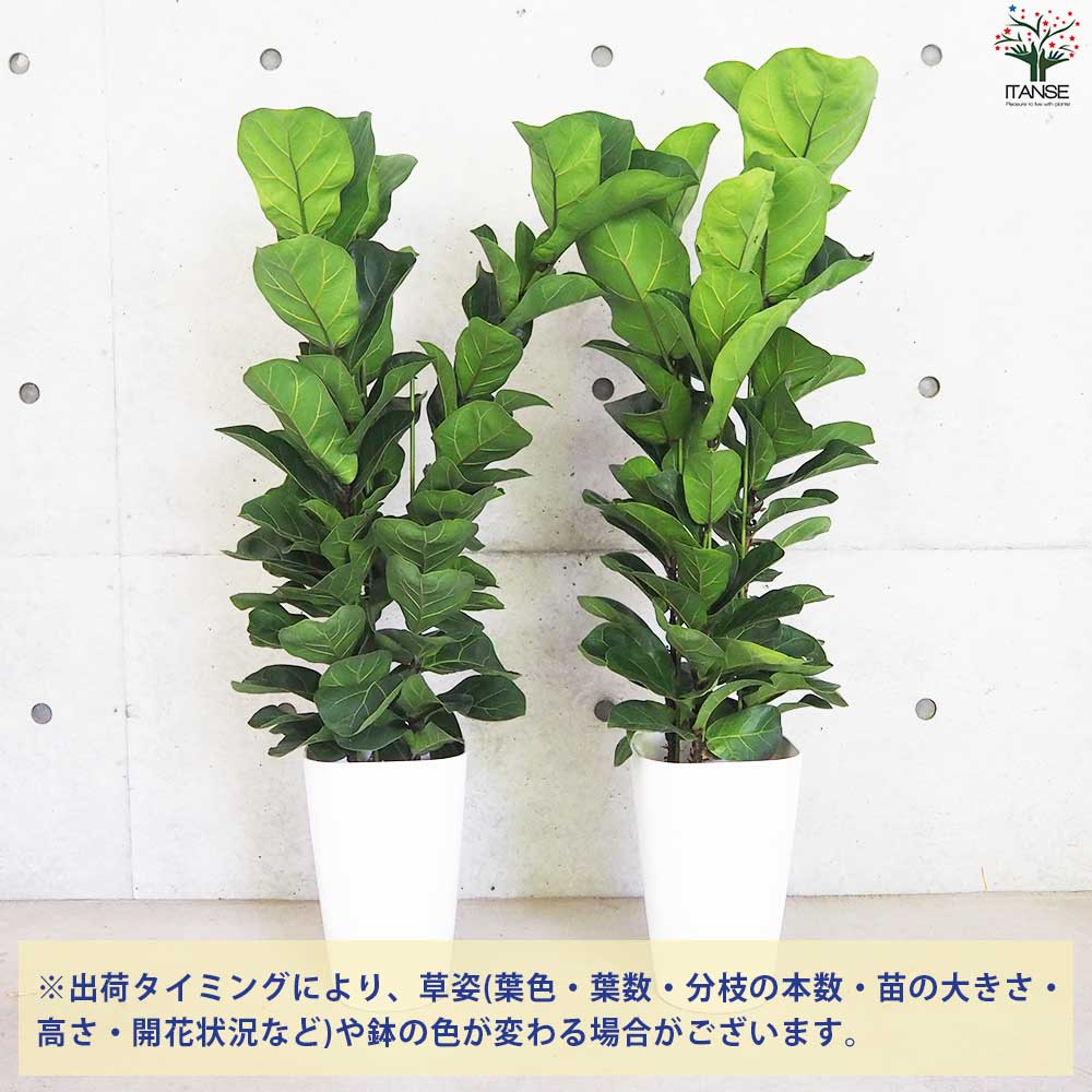 現品 カシワバゴム 柏葉ゴム バンビーノ リナータ 24番 インテリア