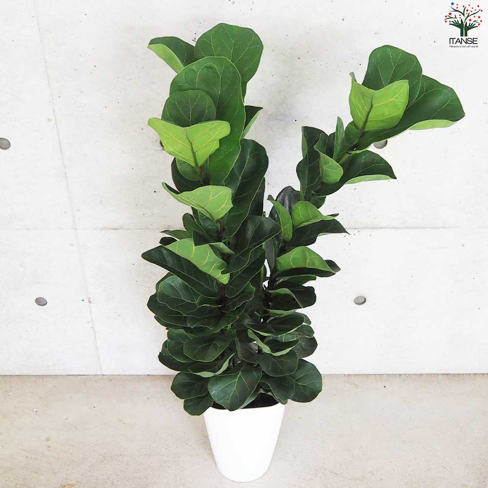 現品　カシワバゴム　柏葉ゴム　バンビーノ　リナータ　24番　インテリア　観葉植物 現品 カシワバゴム 柏葉ゴム バンビーノ リナータ 24番 インテリア