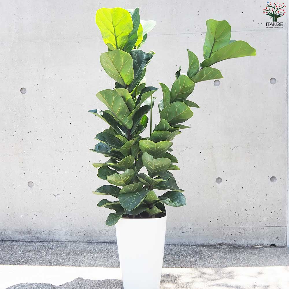カシワバゴム バンビーノ【観葉植物 8号鉢／1個売り】｜ 【植物の