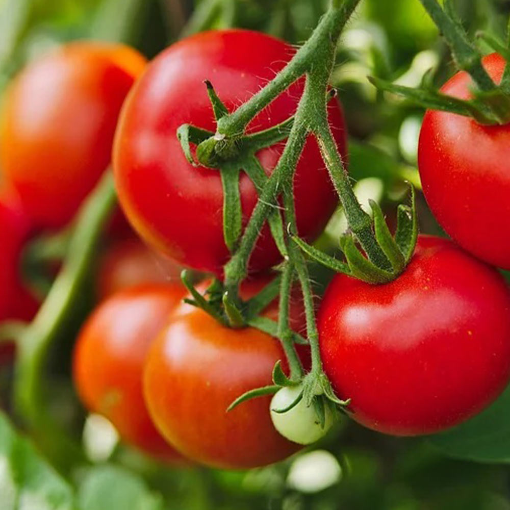 ホーム桃太郎トマトEX 接ぎ木苗2個～【野菜 接木苗9cmポット】