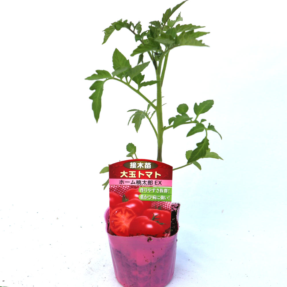 ホーム桃太郎トマトEX 接ぎ木苗2個～【野菜 接木苗9cmポット
