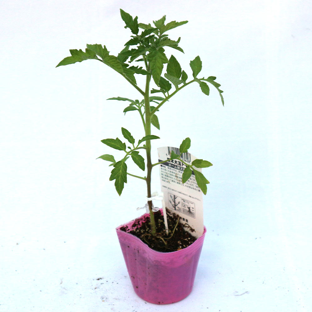 ホーム桃太郎トマトEX 接ぎ木苗2個～【野菜 接木苗9cmポット】