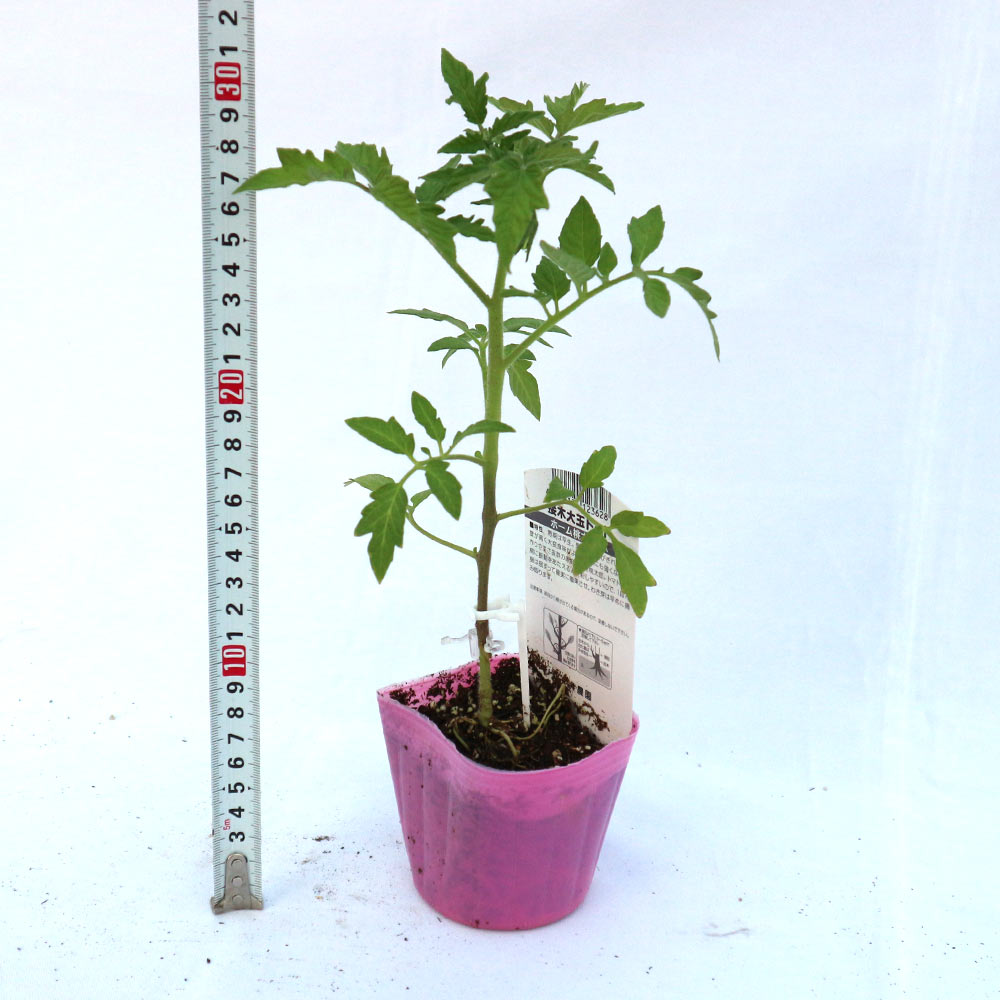 ホーム桃太郎トマトEX 接ぎ木苗2個～【野菜 接木苗9cmポット】