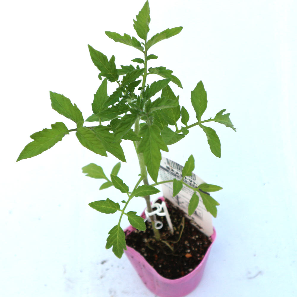 ホーム桃太郎トマトEX 接ぎ木苗2個～【野菜 接木苗9cmポット】