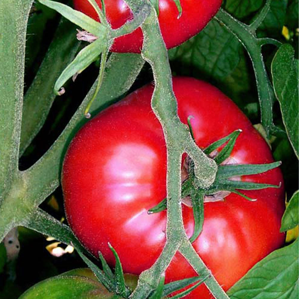 ホーム桃太郎トマトEX 接ぎ木苗2個～【野菜 接木苗9cmポット】