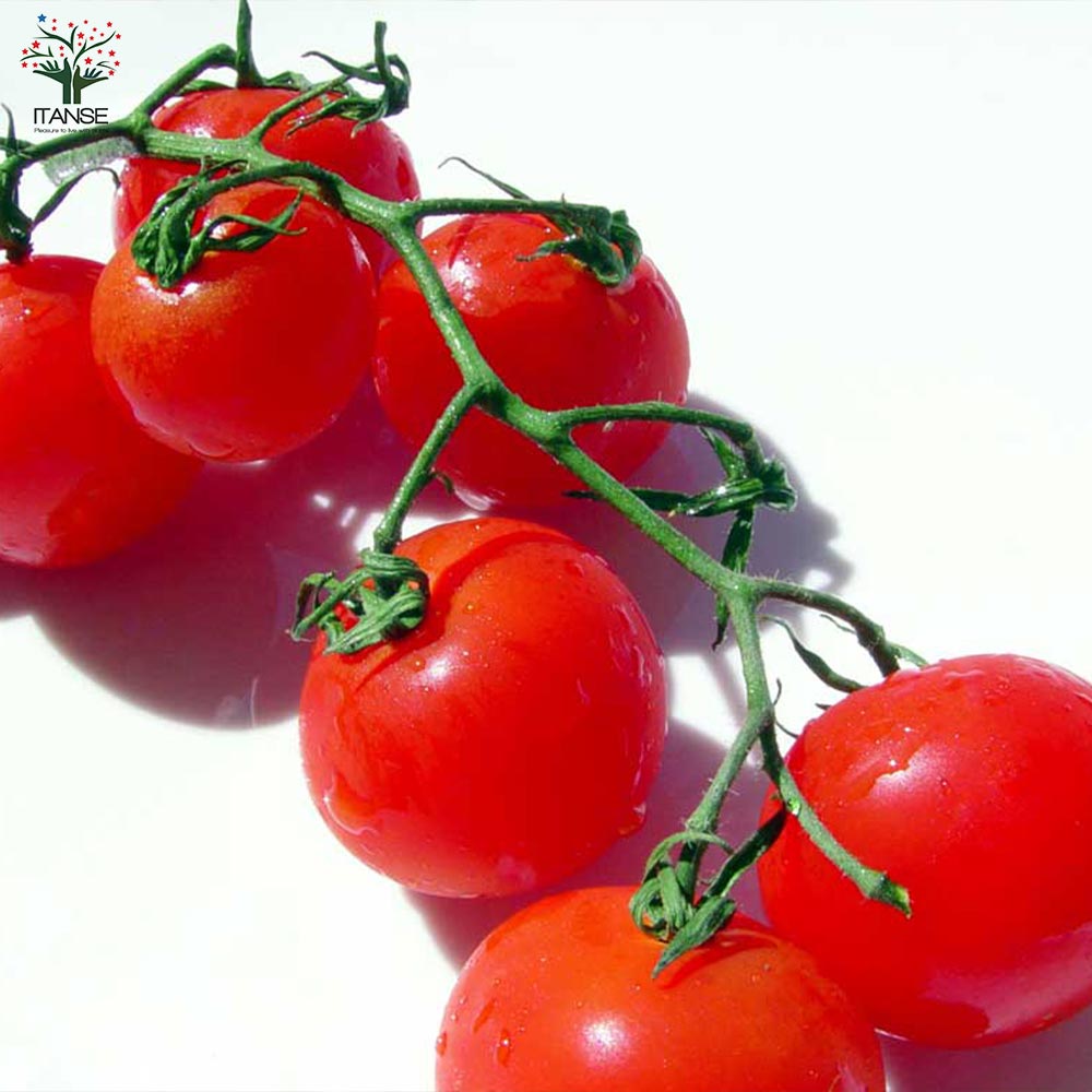 大人の芳醇サクサクミニトマト ”ほれまる” ミニトマトの苗【野菜の苗 10.5cmポット 自根苗】