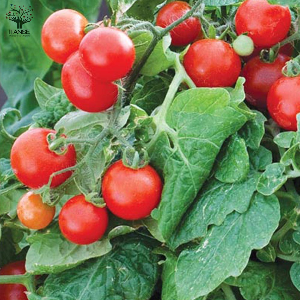 大人の芳醇サクサクミニトマト ”ほれまる” ミニトマトの苗2個～【野菜の苗 10.5cmポット 自根苗】