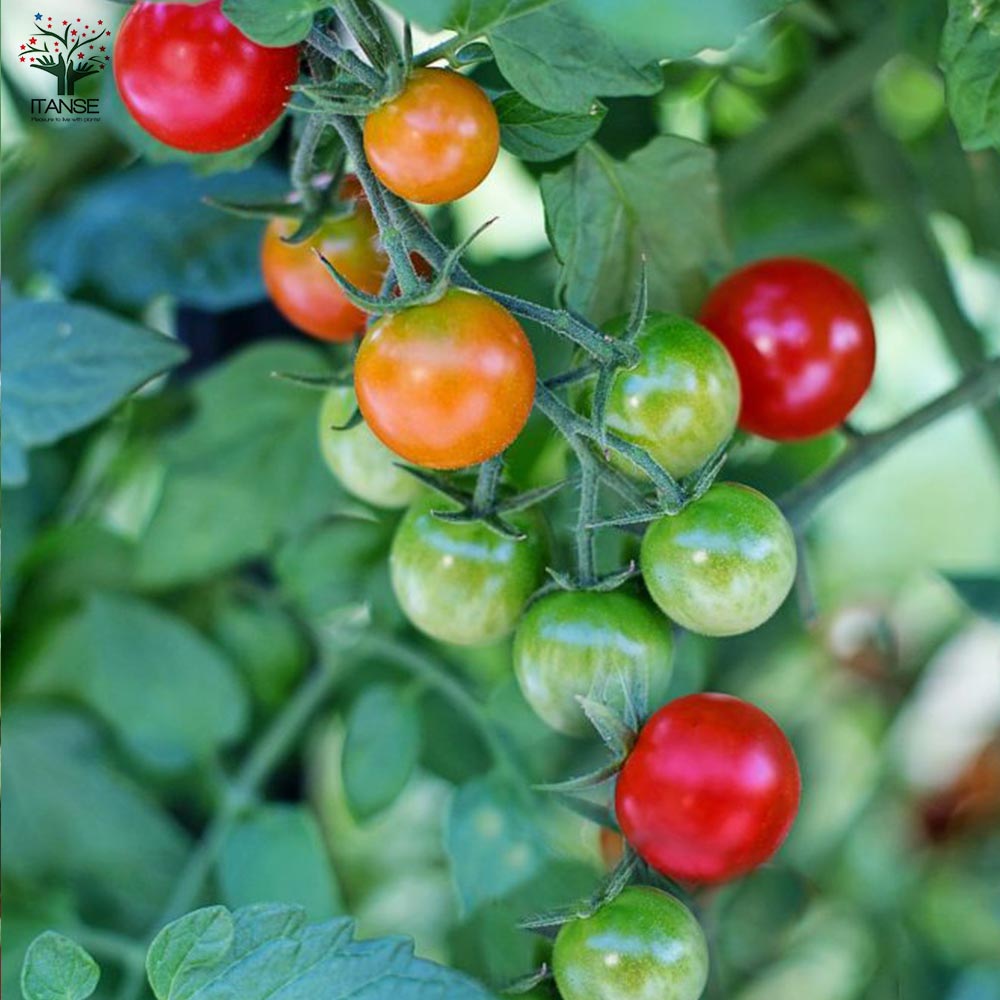 大人の芳醇サクサクミニトマト ”ほれまる” ミニトマトの苗2個～【野菜の苗 10.5cmポット 自根苗】
