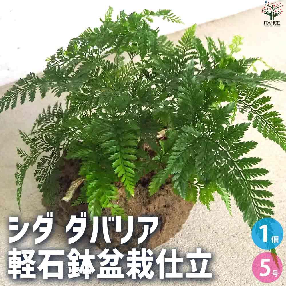 観葉植物 シダ・ダバリア軽石鉢盆栽仕立 【観葉植物 5号鉢／1個売り】