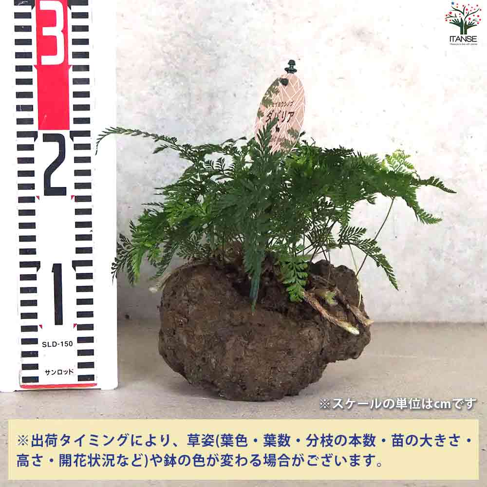 観葉植物 シダ・ダバリア軽石鉢盆栽仕立 【観葉植物 5号鉢／1個売り】