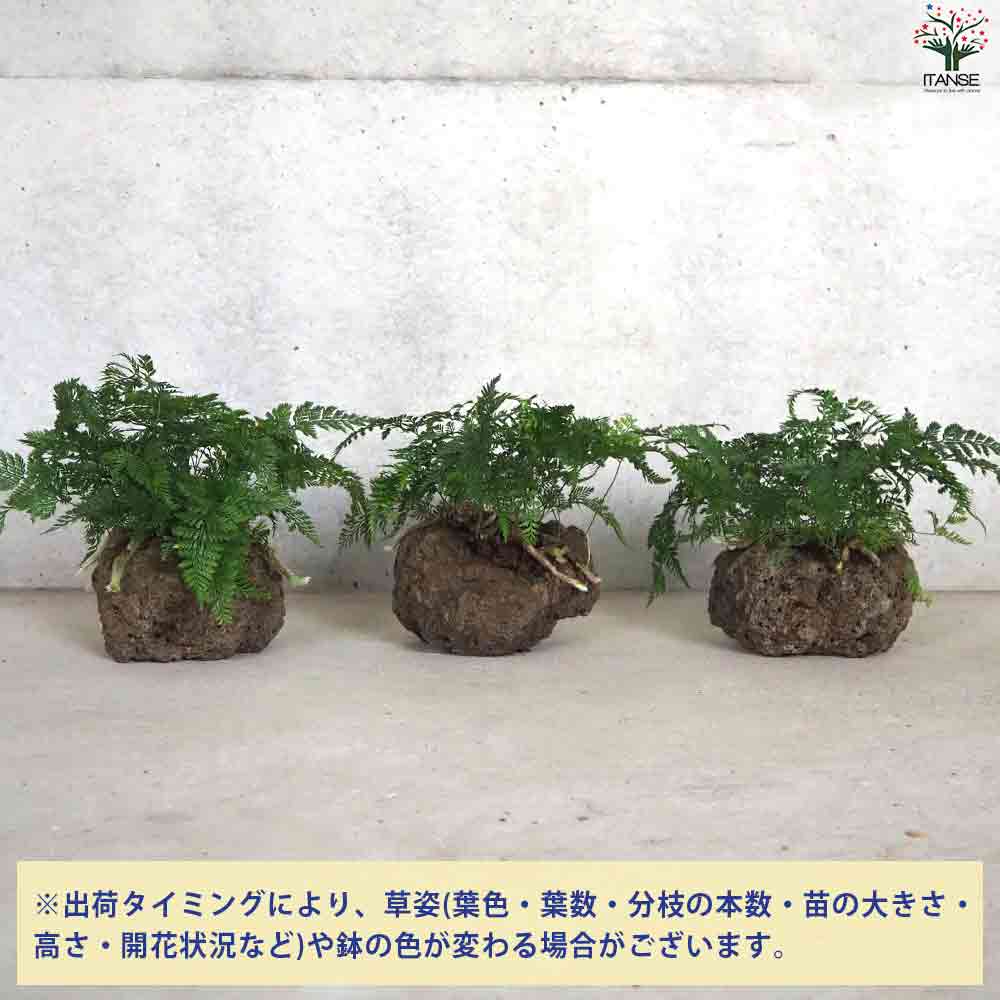 観葉植物 シダ・ダバリア軽石鉢盆栽仕立 【観葉植物 5号鉢／1個売り】