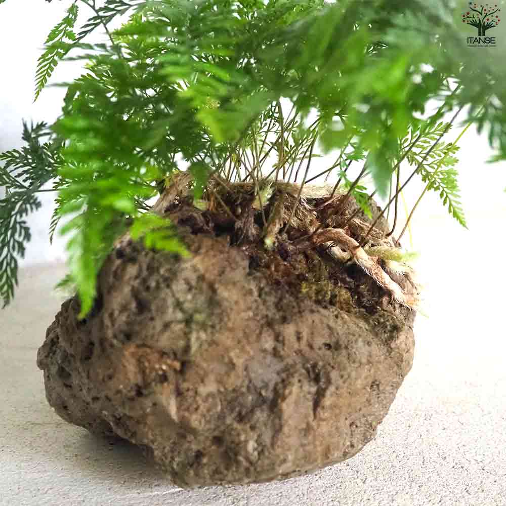 観葉植物 シダ・ダバリア軽石鉢盆栽仕立 【観葉植物 5号鉢／1個売り】