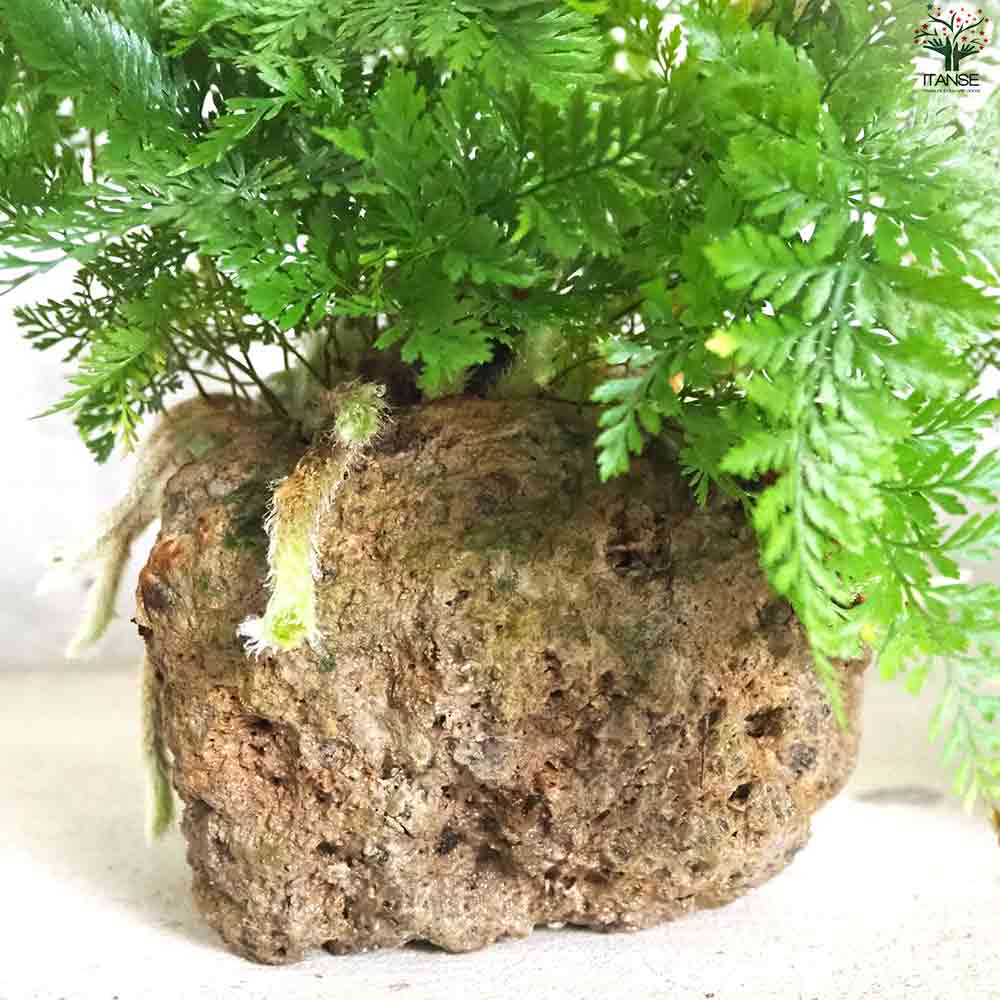 観葉植物 シダ・ダバリア軽石鉢盆栽仕立 【観葉植物 5号鉢／1個売り】