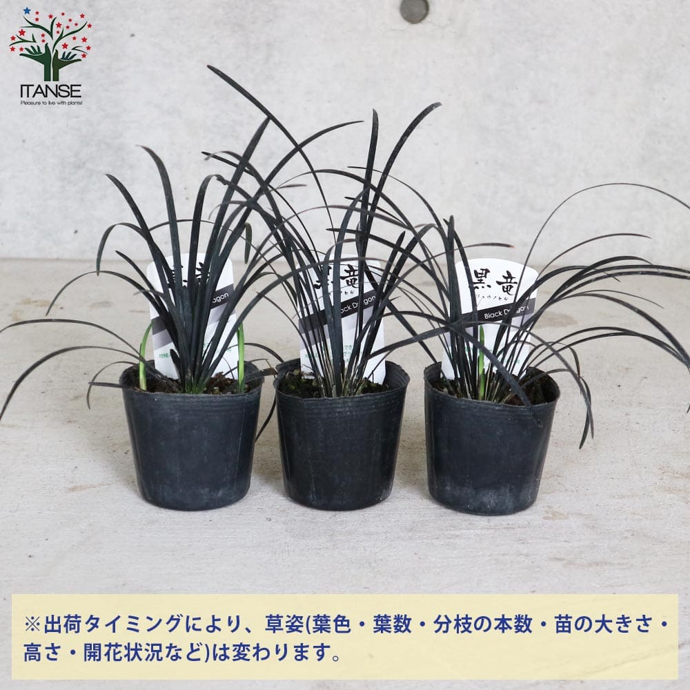 黒竜(コクリュウ) 竜の髭【花苗 9cmポット カラーリーフ】｜ 【植物の