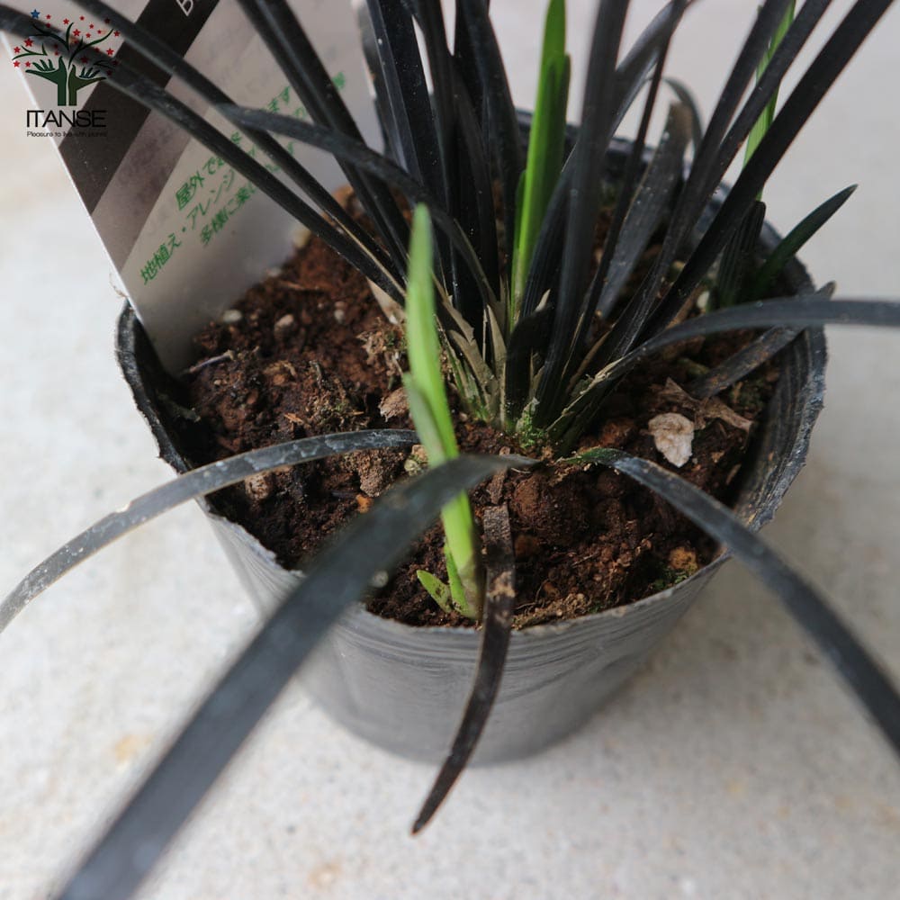 黒竜(コクリュウ) 竜の髭【花苗 9cmポット カラーリーフ】｜ 【植物の