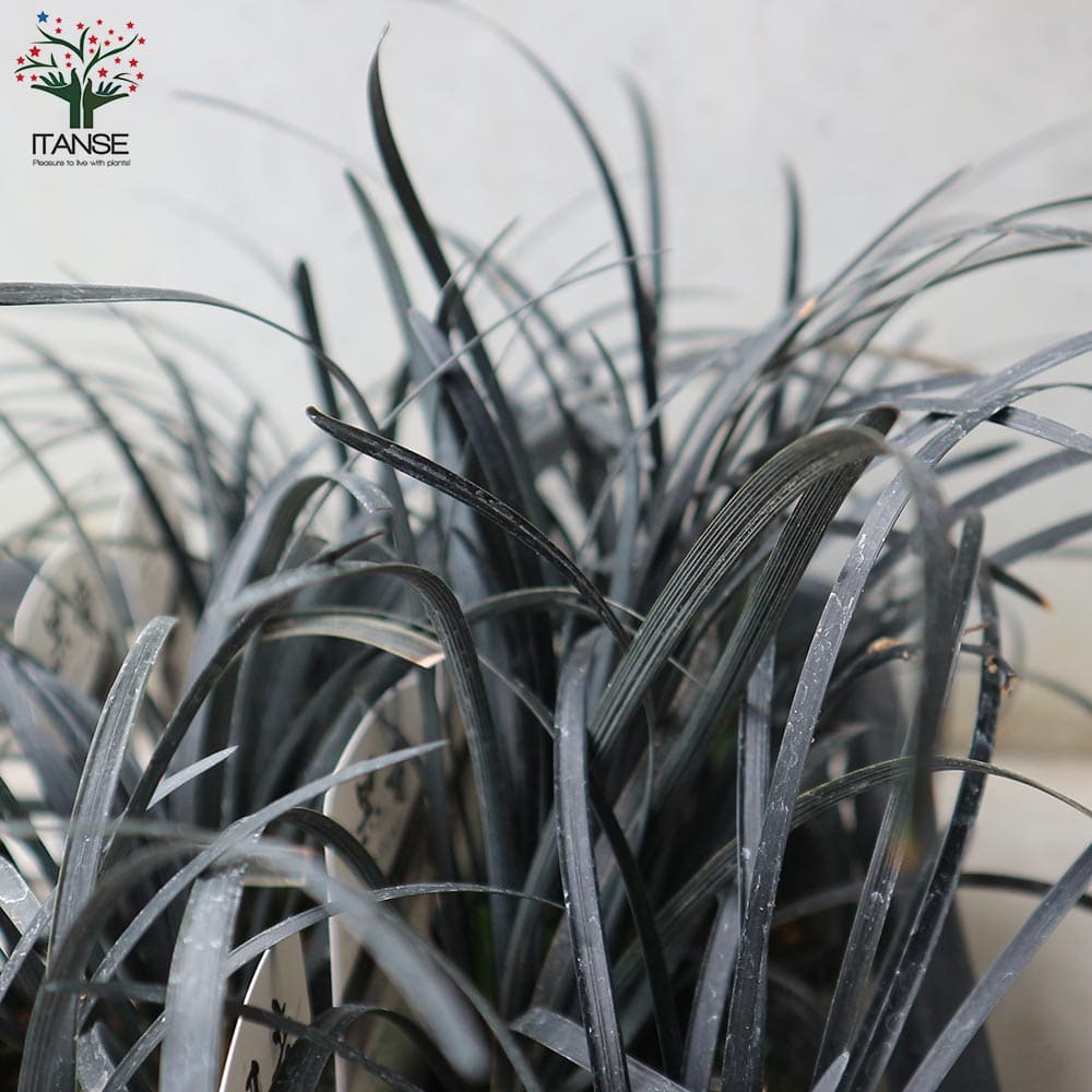 黒竜(コクリュウ) 竜の髭【花苗 9cmポット カラーリーフ】