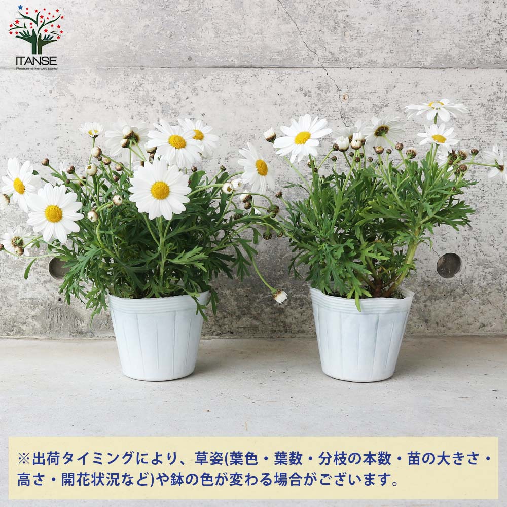 マーガレット フォーシーズンズホワイト【花苗 3.5号～4号ポット