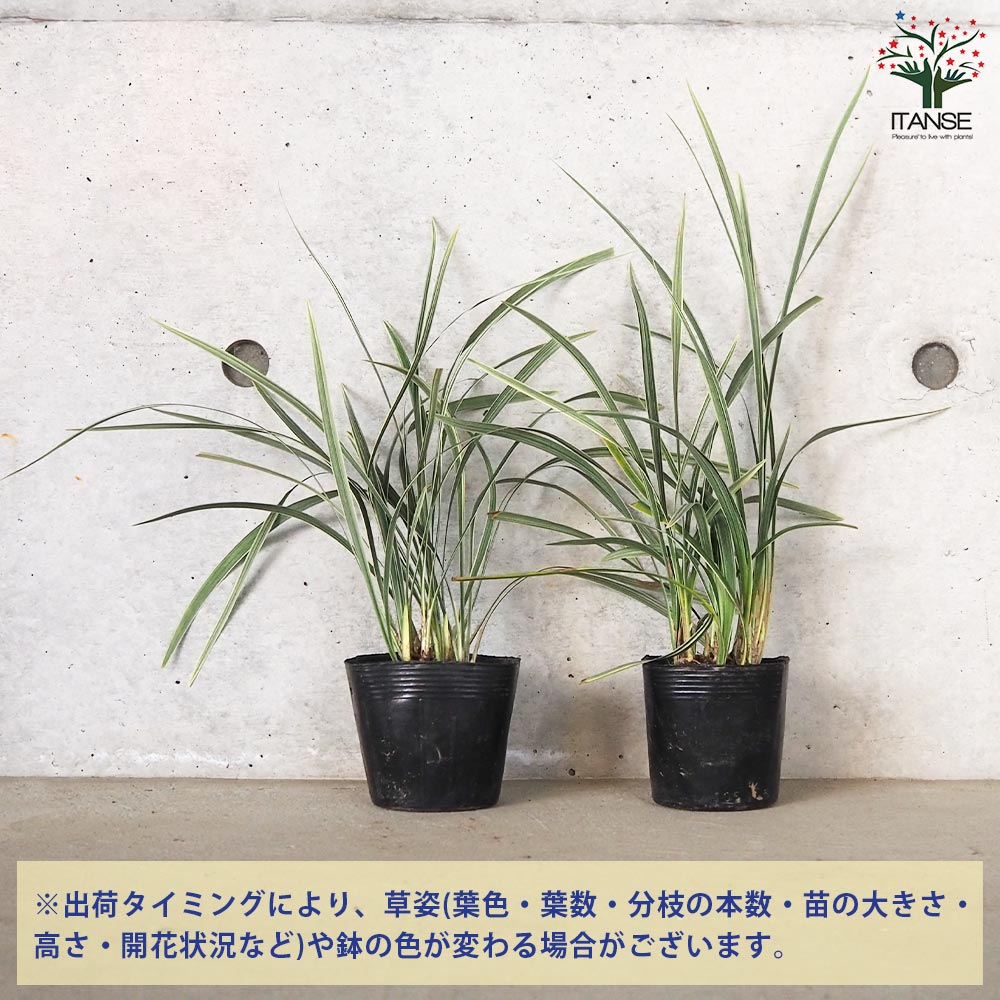 ノシラン ビッタータス スノードラゴン【花苗 3.5号ポット】｜ 【植物のITANSE】全品送料無料・即出荷!
