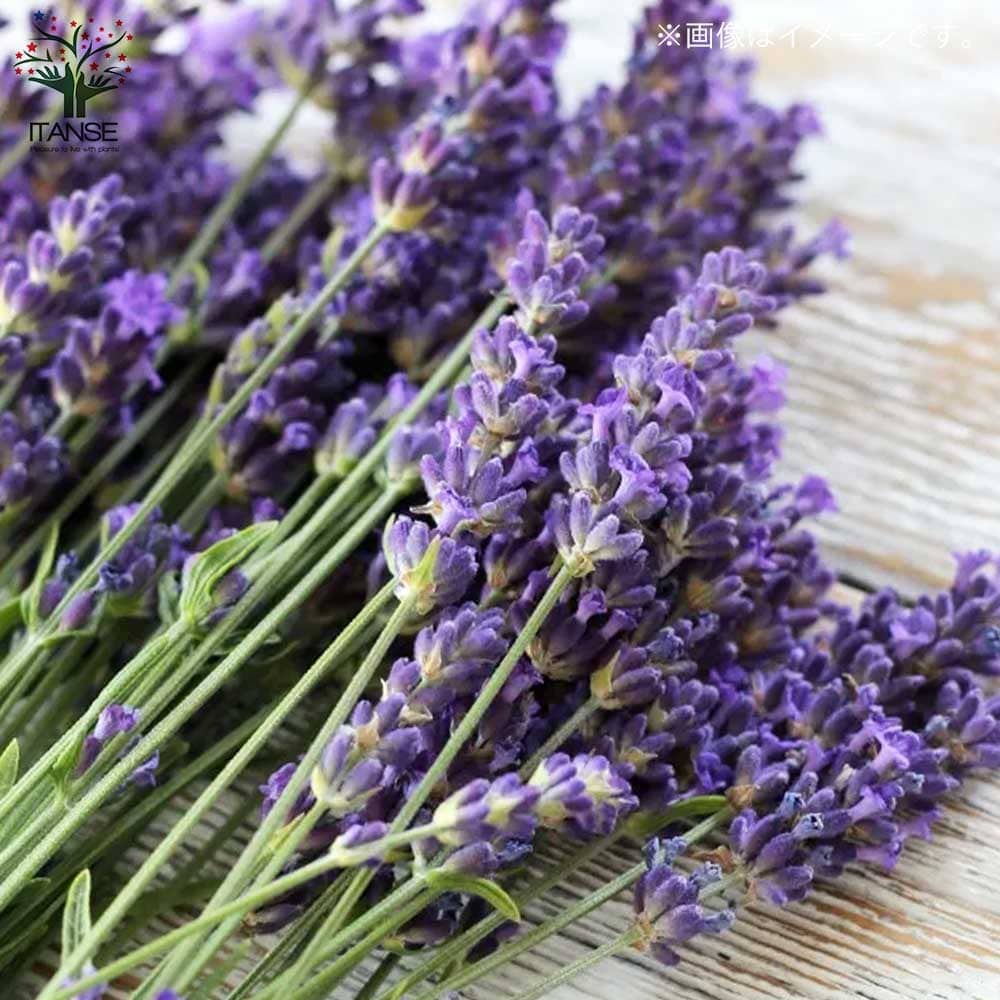 イングリッシュラベンダー ブルースピア【ハーブの苗 4号～5号