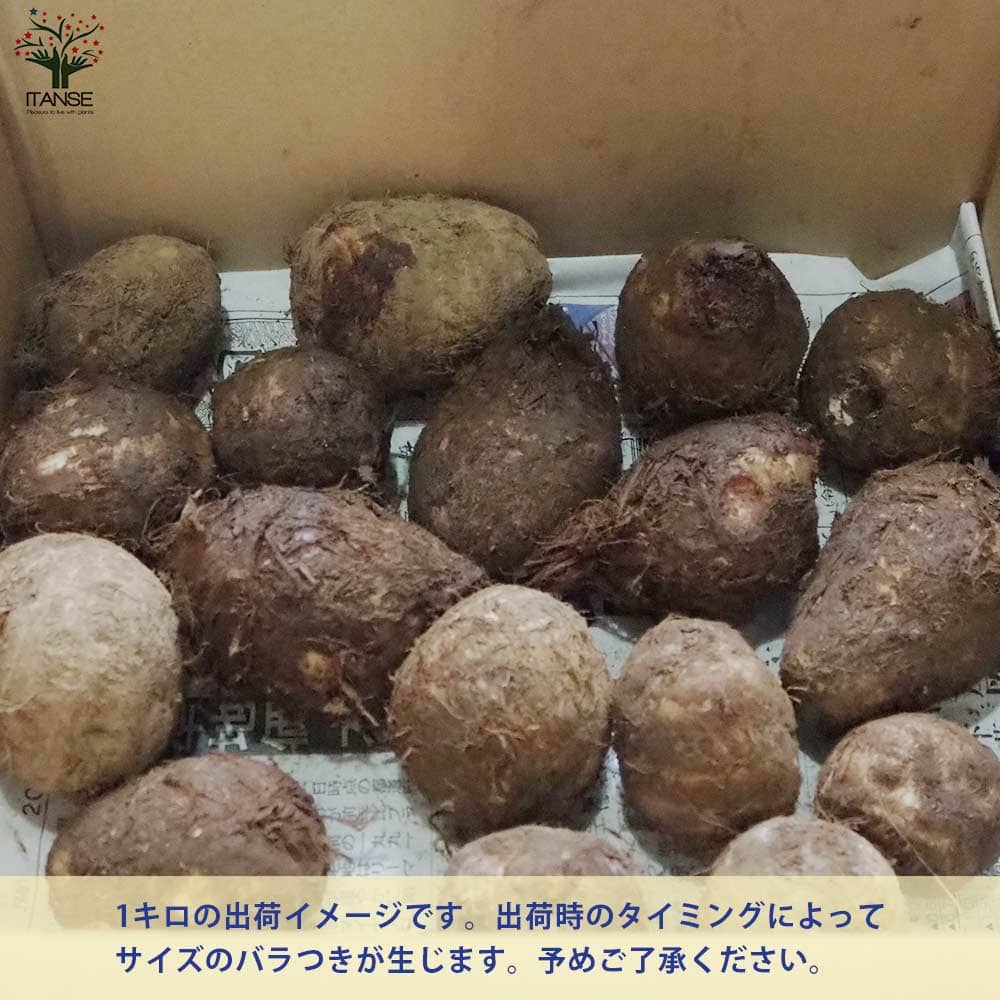 サトイモの種芋 品種:石川早生【野菜の苗 】