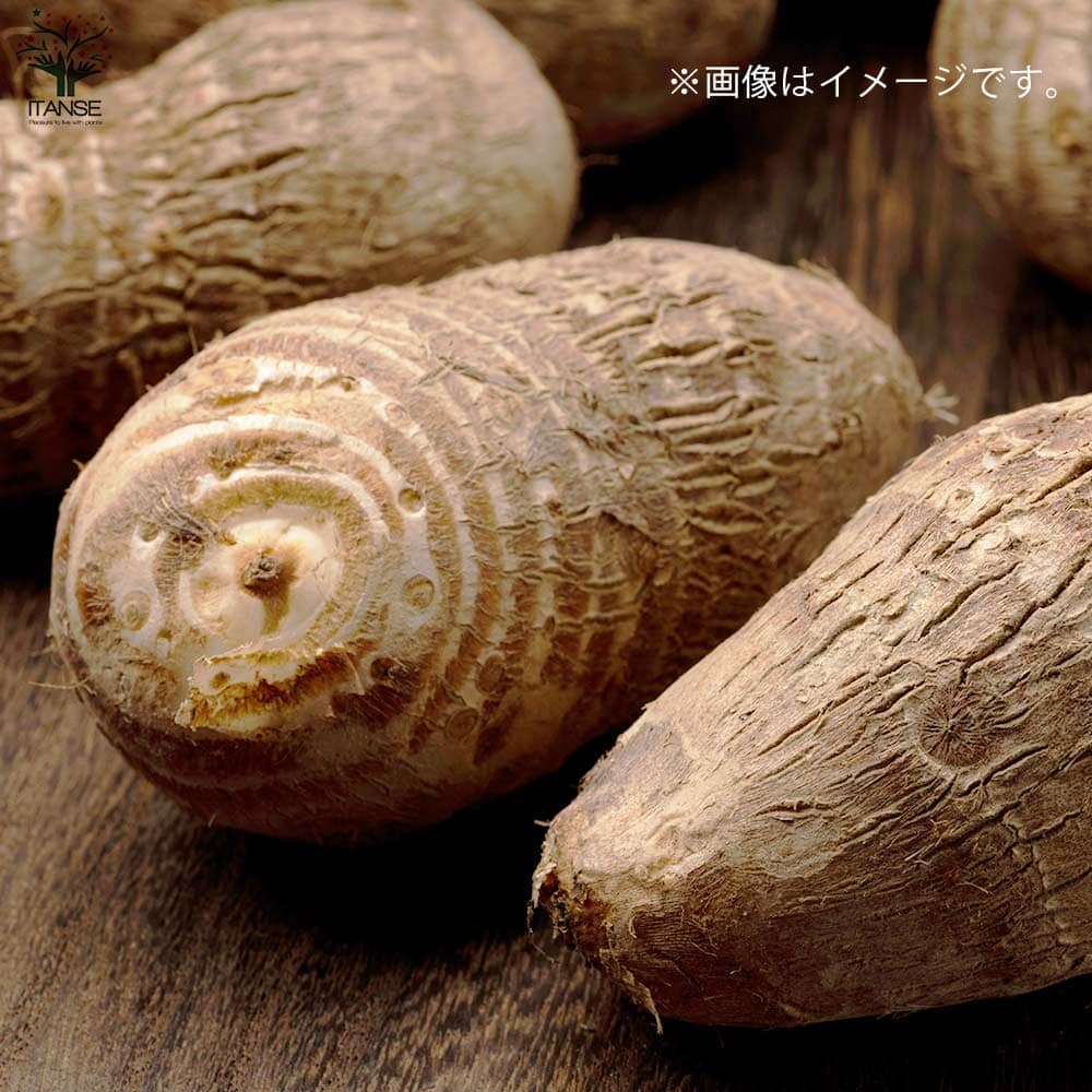 サトイモの種芋 品種:石川早生【野菜の苗 】