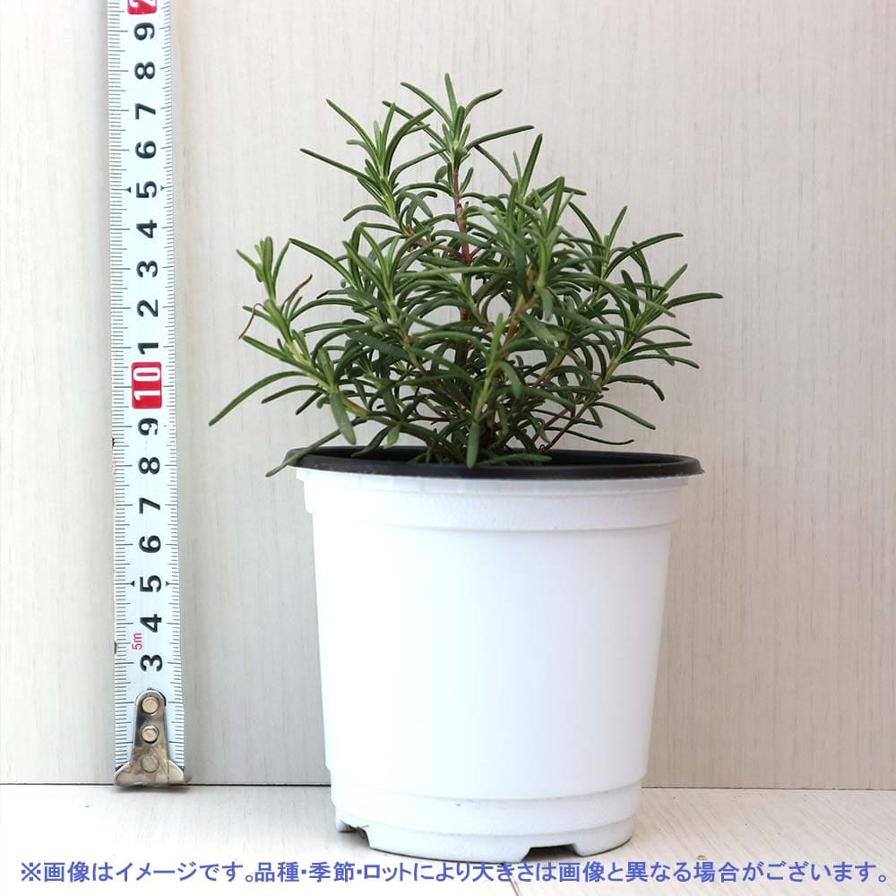 ローズマリー トスカーナブルー 10.5cm2個～【おうちで簡単！育てやすい10.5cmポットハーブ苗シリーズ！】