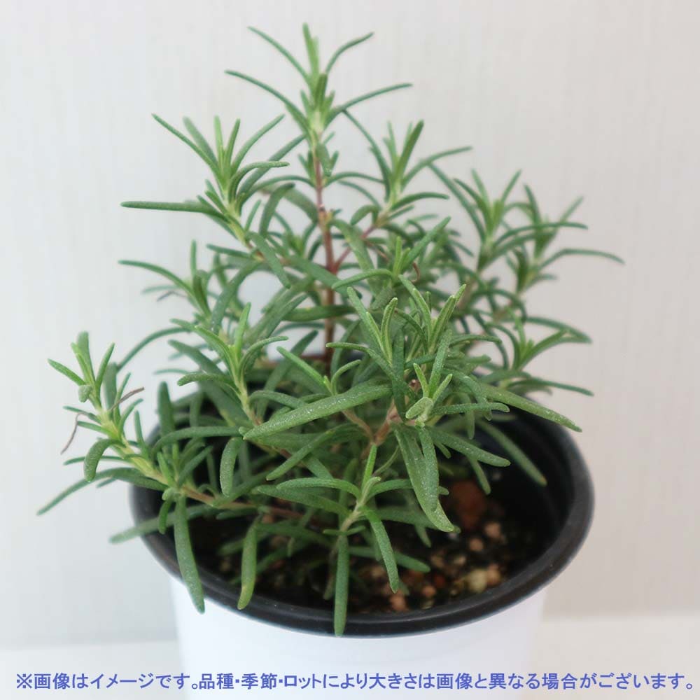 ローズマリー トスカーナブルー 10.5cm2個～【おうちで簡単！育て