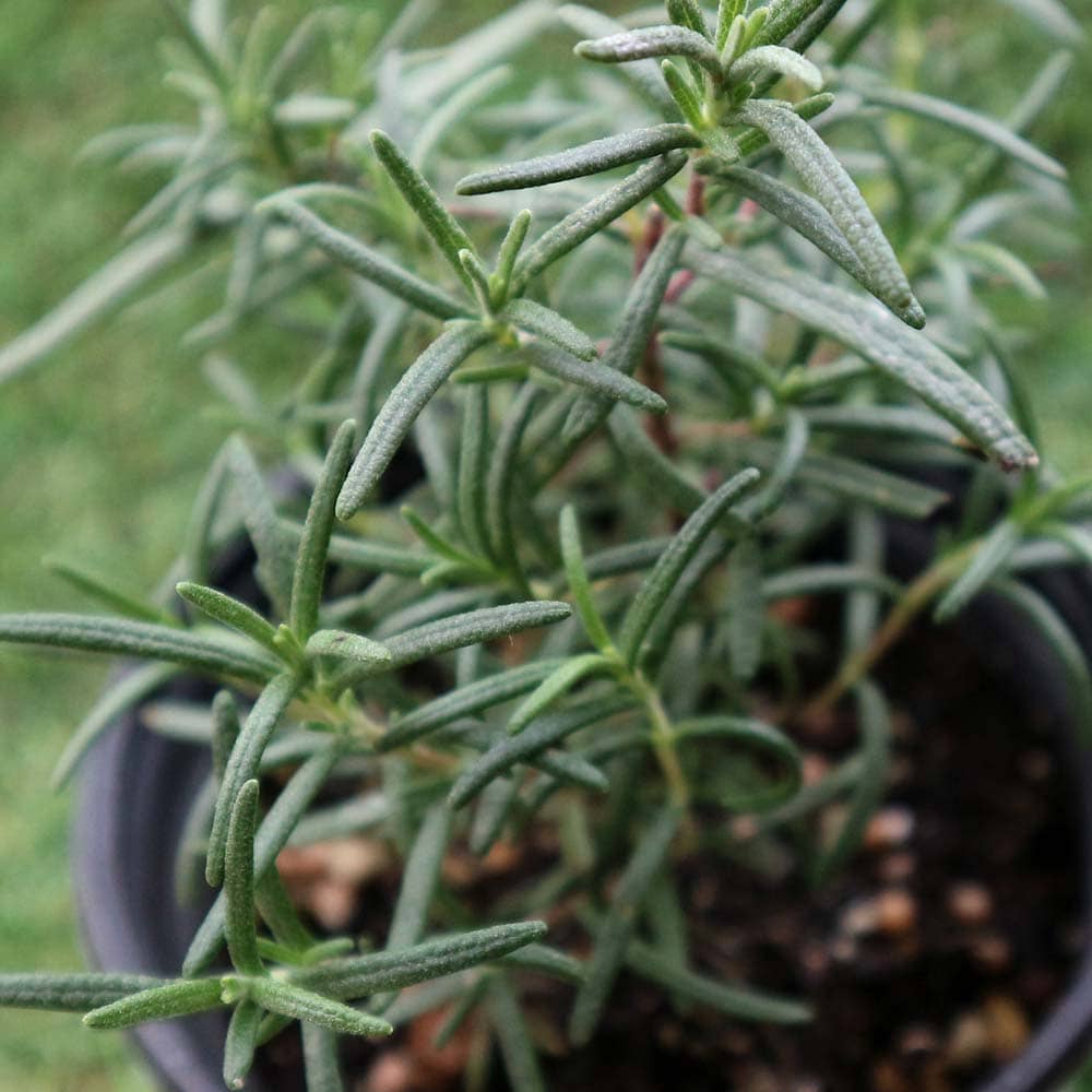 ローズマリー トスカーナブルー 10.5cm2個～【おうちで簡単！育てやすい10.5cmポットハーブ苗シリーズ！】