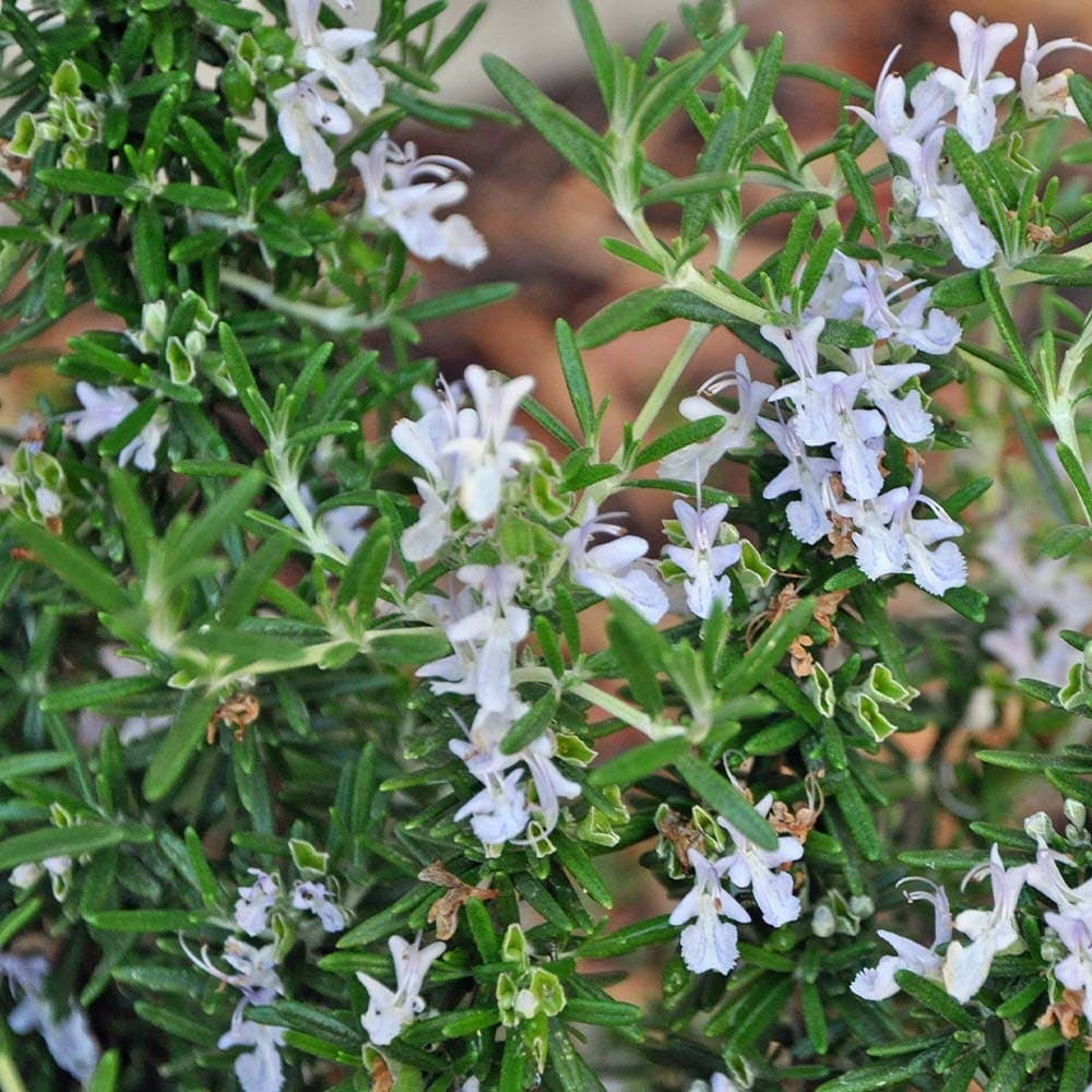 ローズマリー トスカーナブルー 10.5cm2個～【おうちで簡単！育てやすい10.5cmポットハーブ苗シリーズ！】