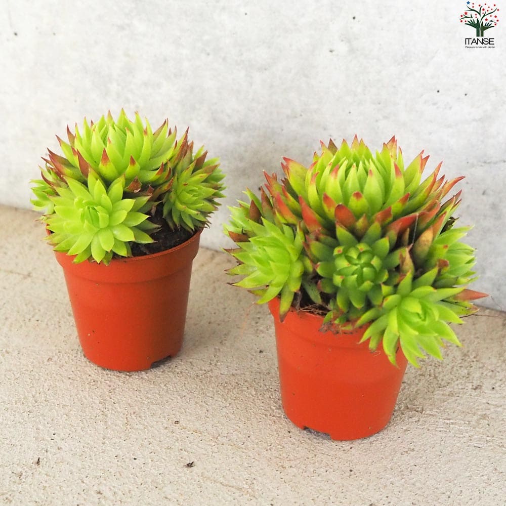 多肉植物 センペルビウム Berry Bomb No.179① 多肉植物